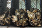 Proibida venda e consumo de ostras e mariscos produzidos no Paraná